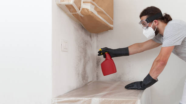 Professional Basement Mold Removal technician working in Selden, NY